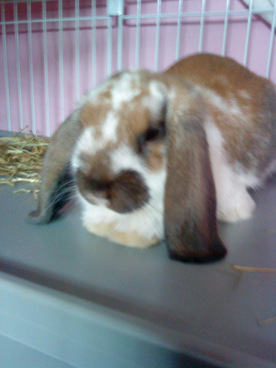 Kanin Nuga billede 13