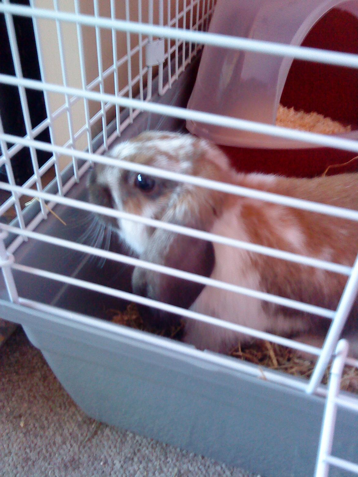 Kanin Nuga billede 14