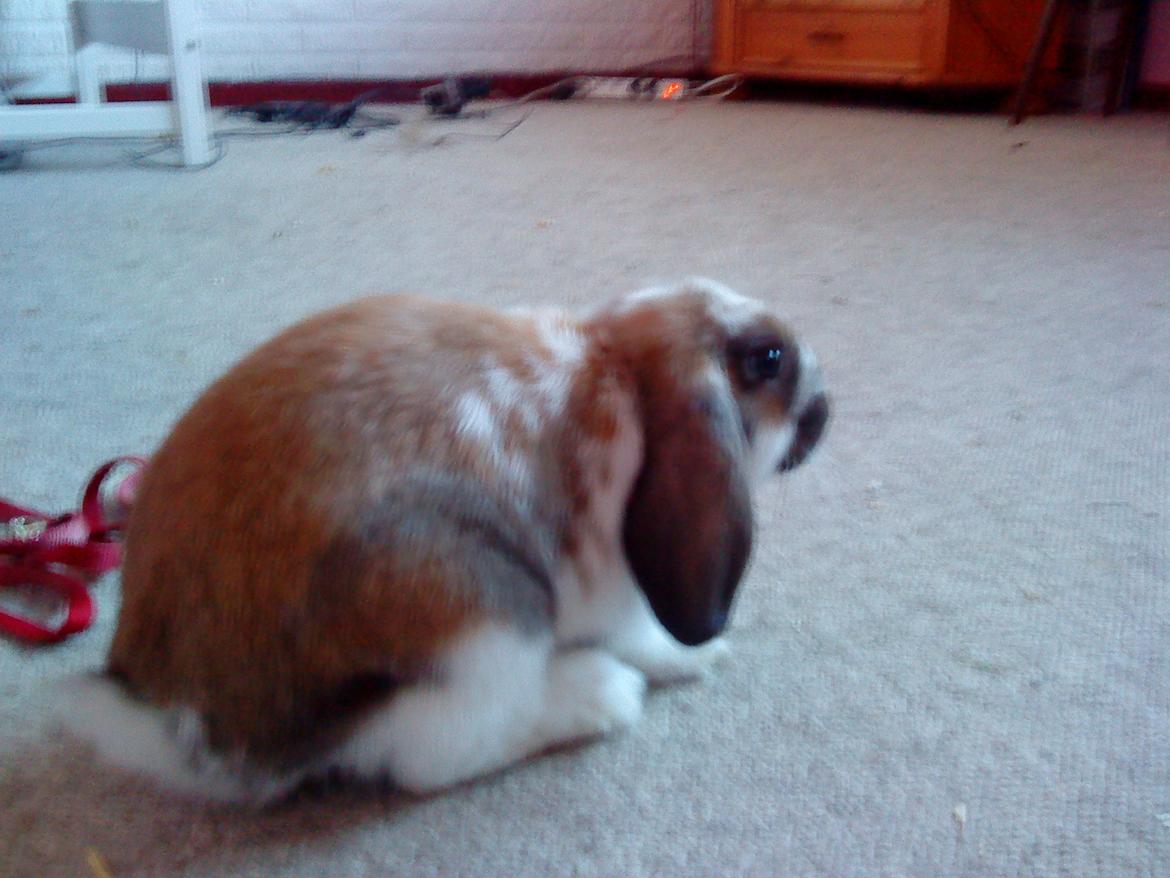 Kanin Nuga billede 15