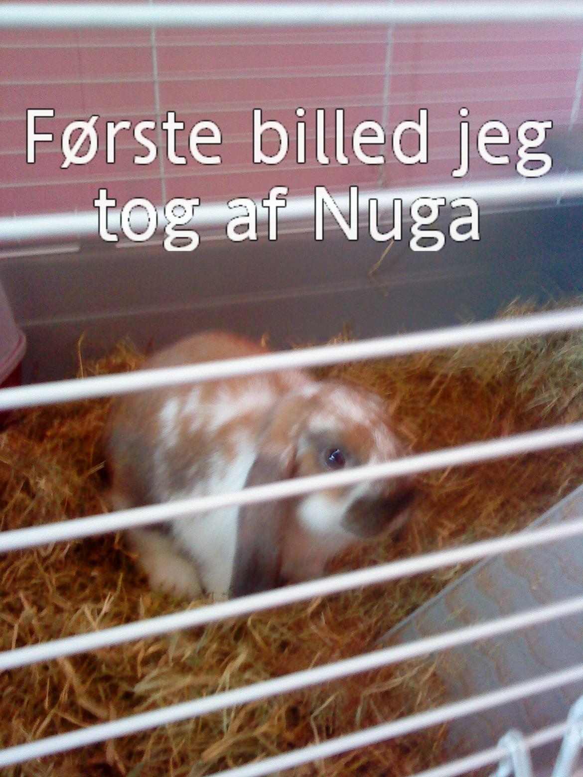 Kanin Nuga billede 16