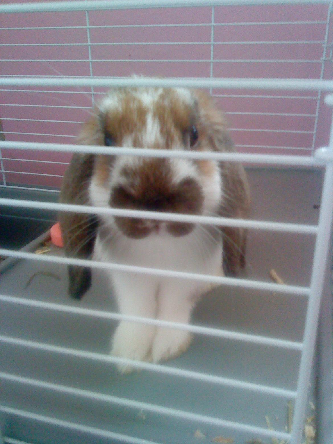 Kanin Nuga billede 17