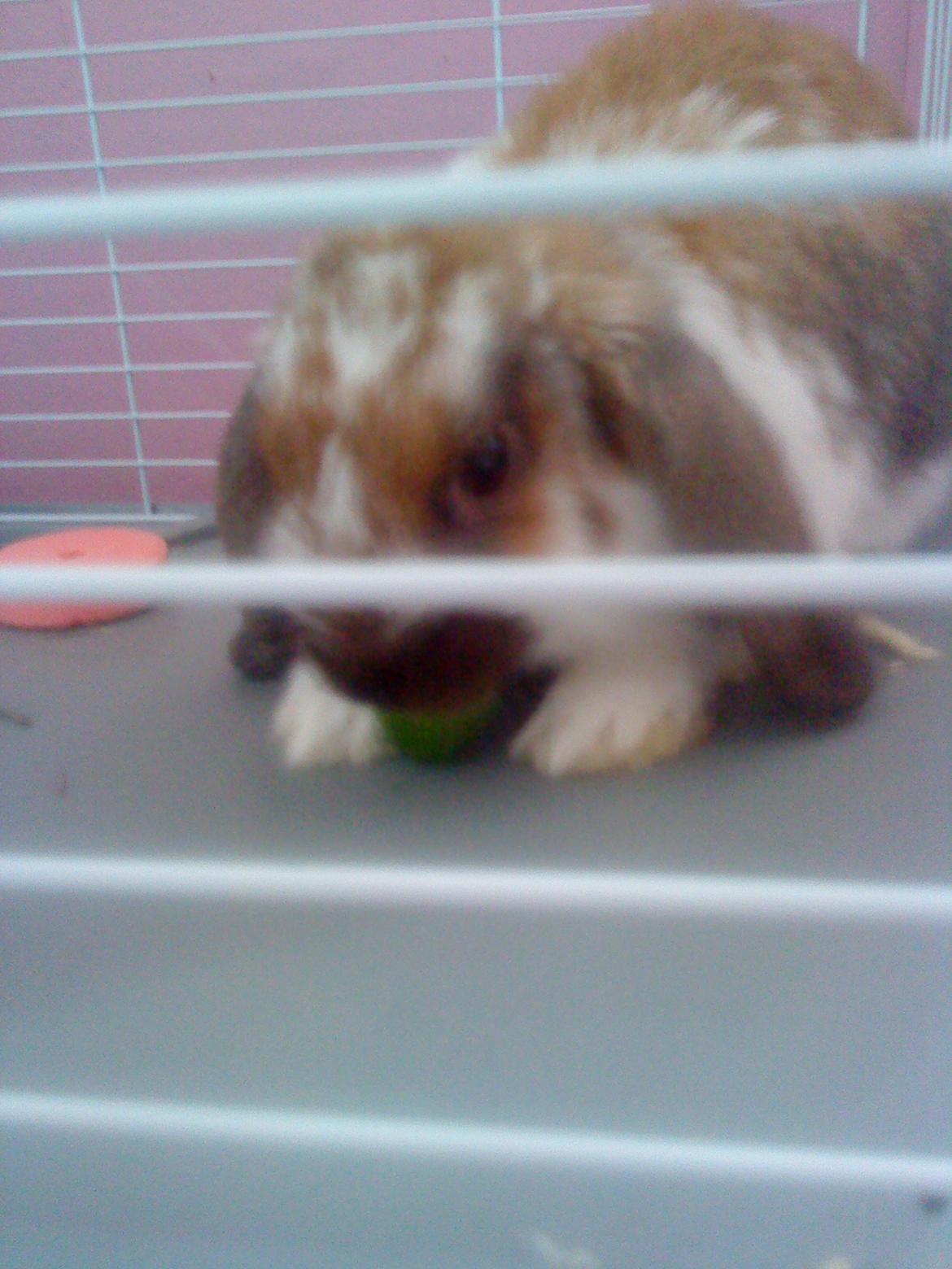 Kanin Nuga billede 18