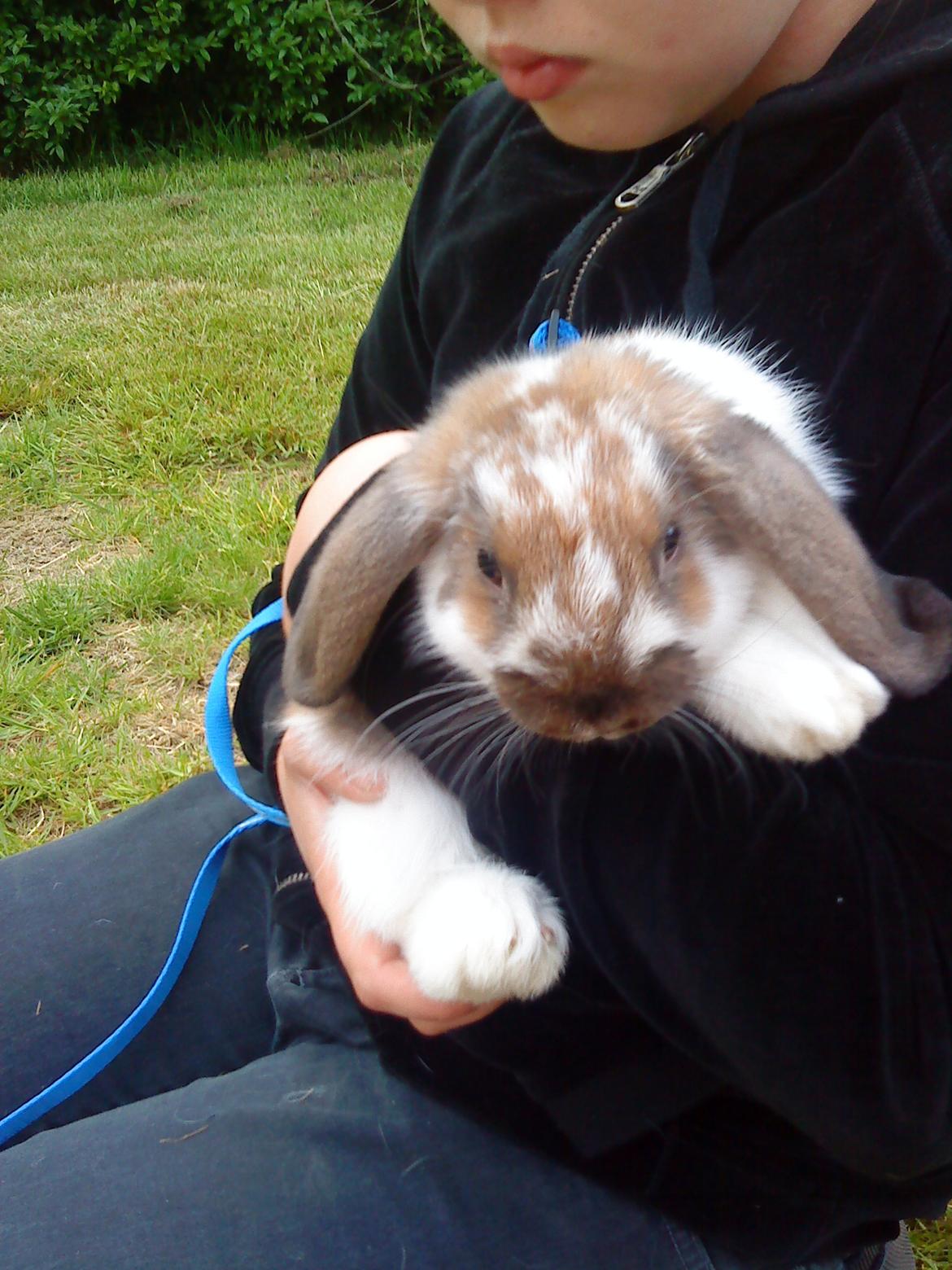 Kanin Nuga billede 20