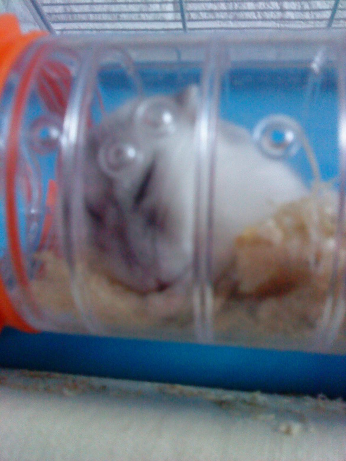 Dværghamster Mille  billede 11