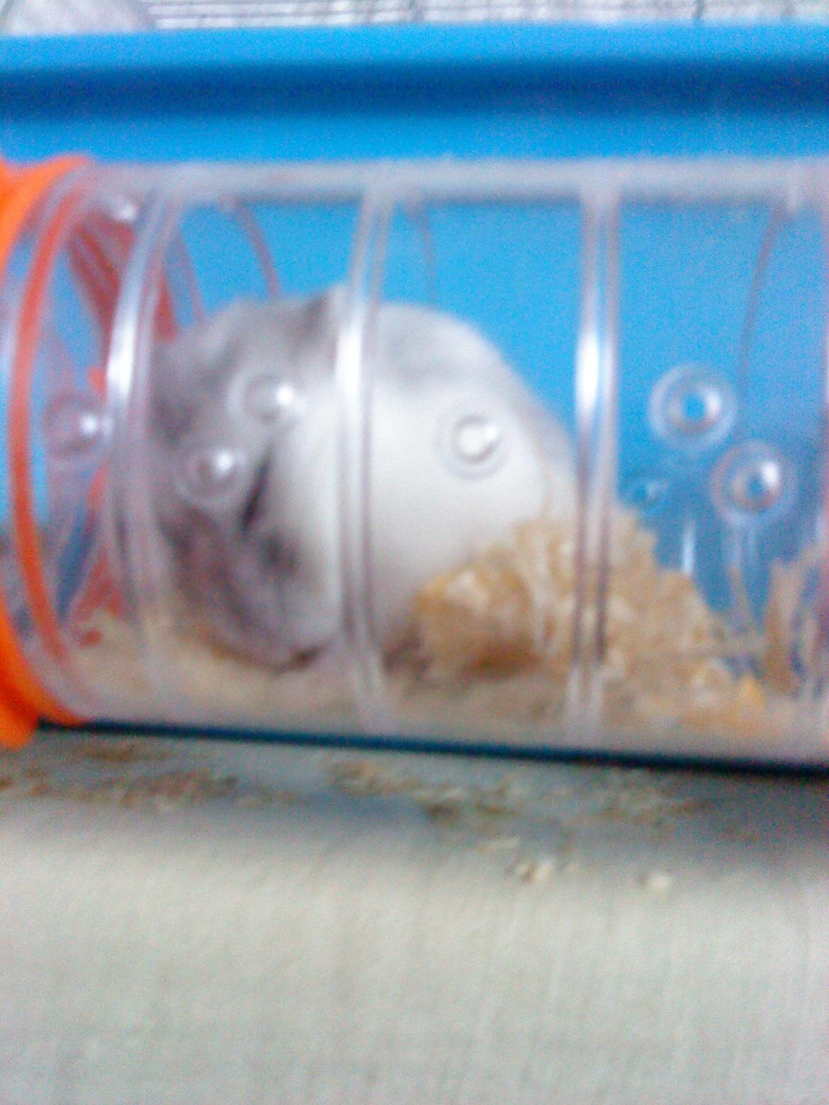 Dværghamster Mille  billede 12