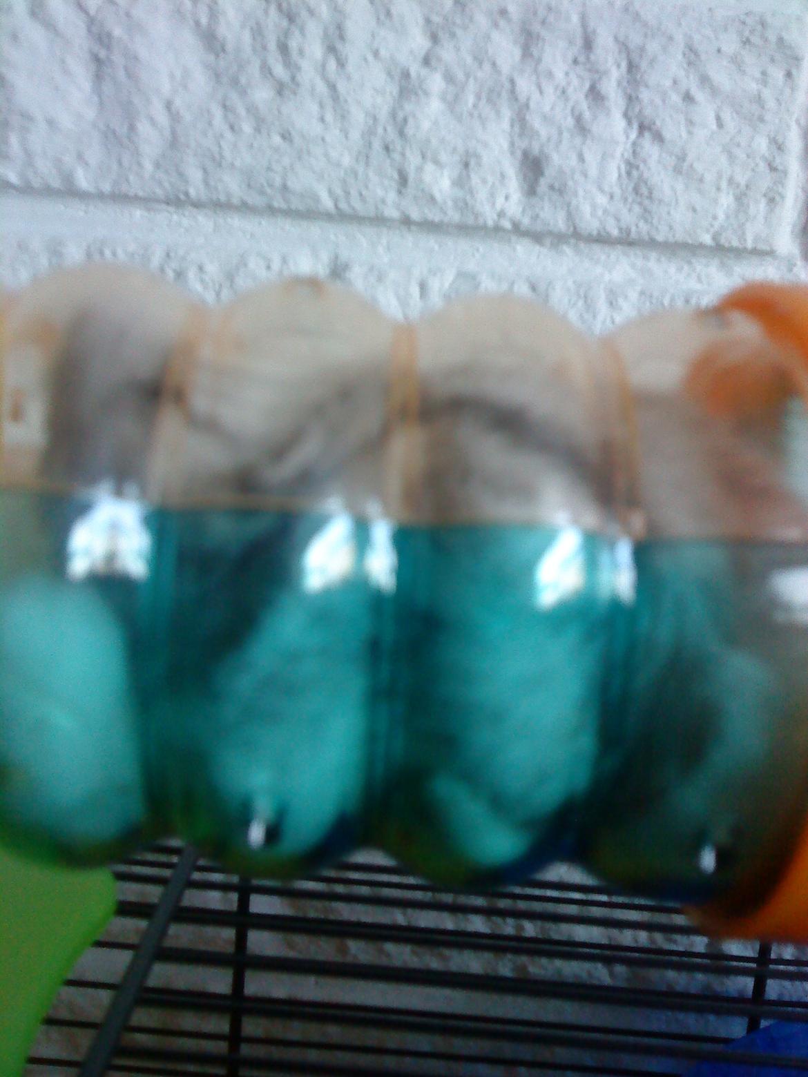 Dværghamster Mille  billede 13