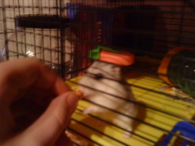 Dværghamster Mille  billede 14