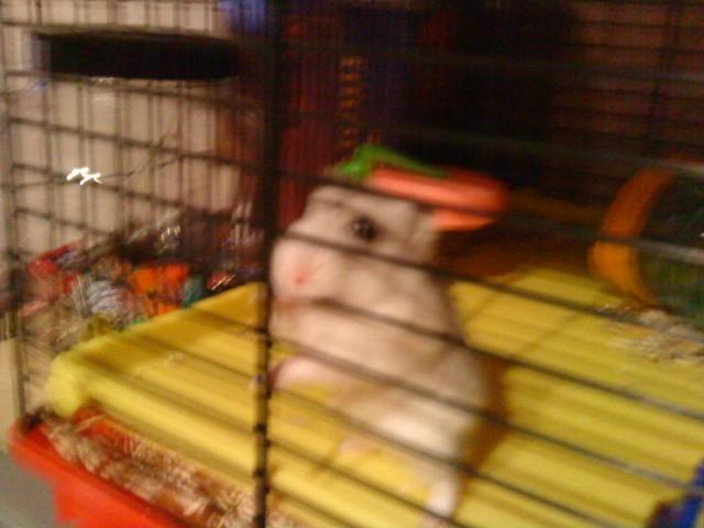 Dværghamster Mille  billede 15