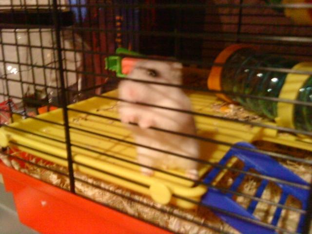 Dværghamster Mille  billede 16