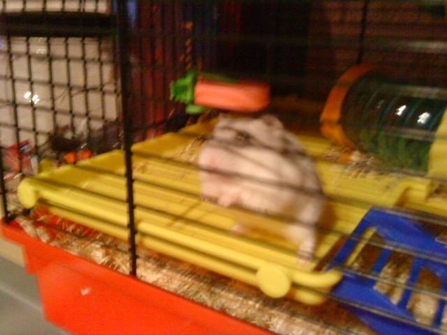 Dværghamster Mille  billede 17