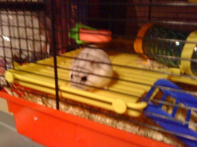 Dværghamster Mille  billede 18