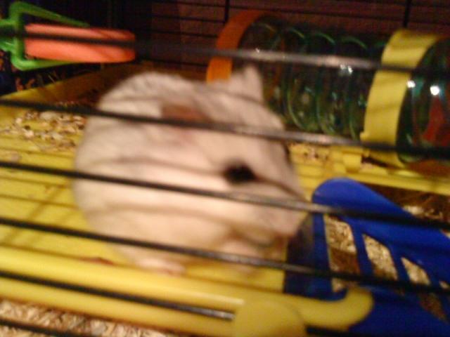 Dværghamster Mille  billede 19