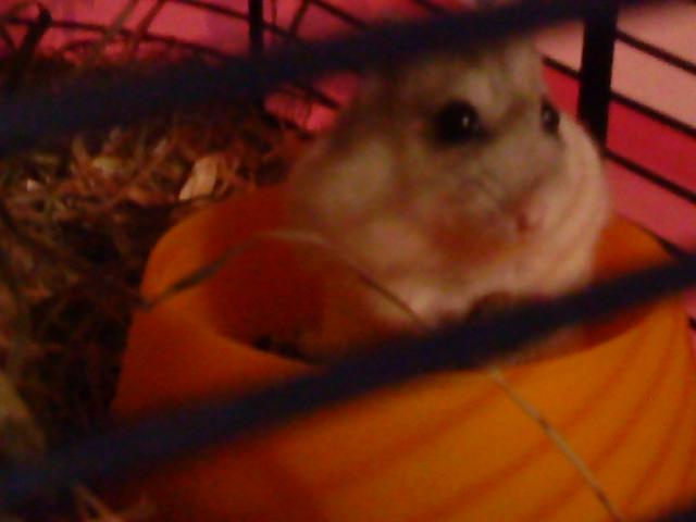 Dværghamster Mille  billede 20