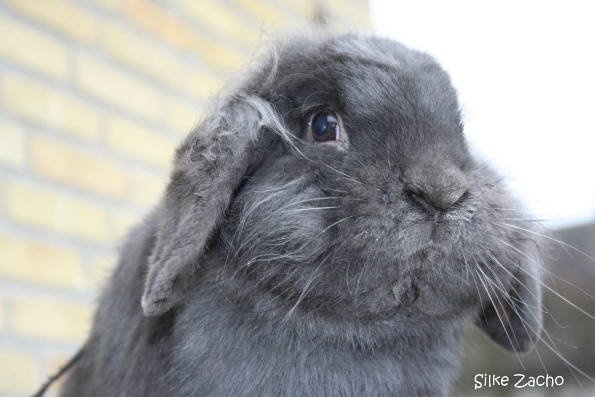 Kanin Kildevangs Limo La Dell billede 9