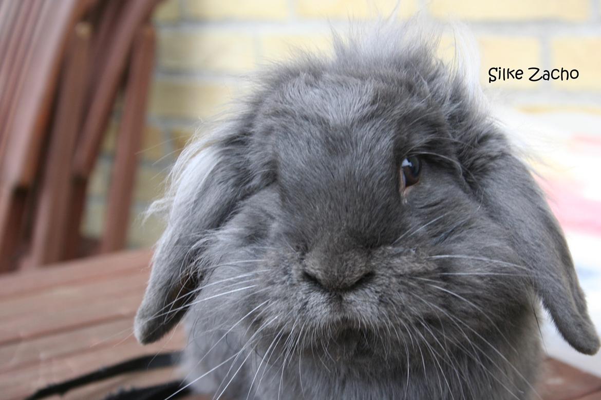 Kanin Kildevangs Limo La Dell billede 10