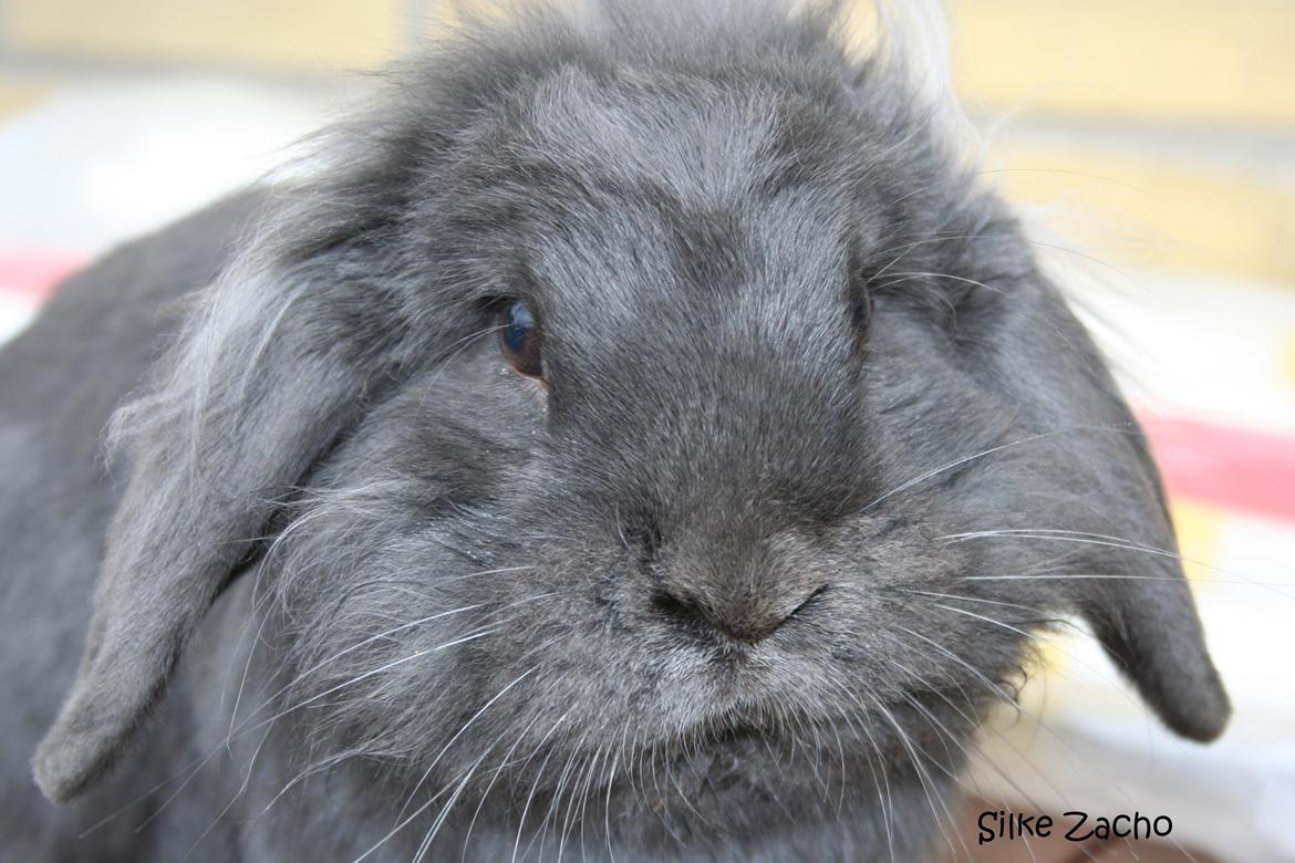 Kanin Kildevangs Limo La Dell billede 11