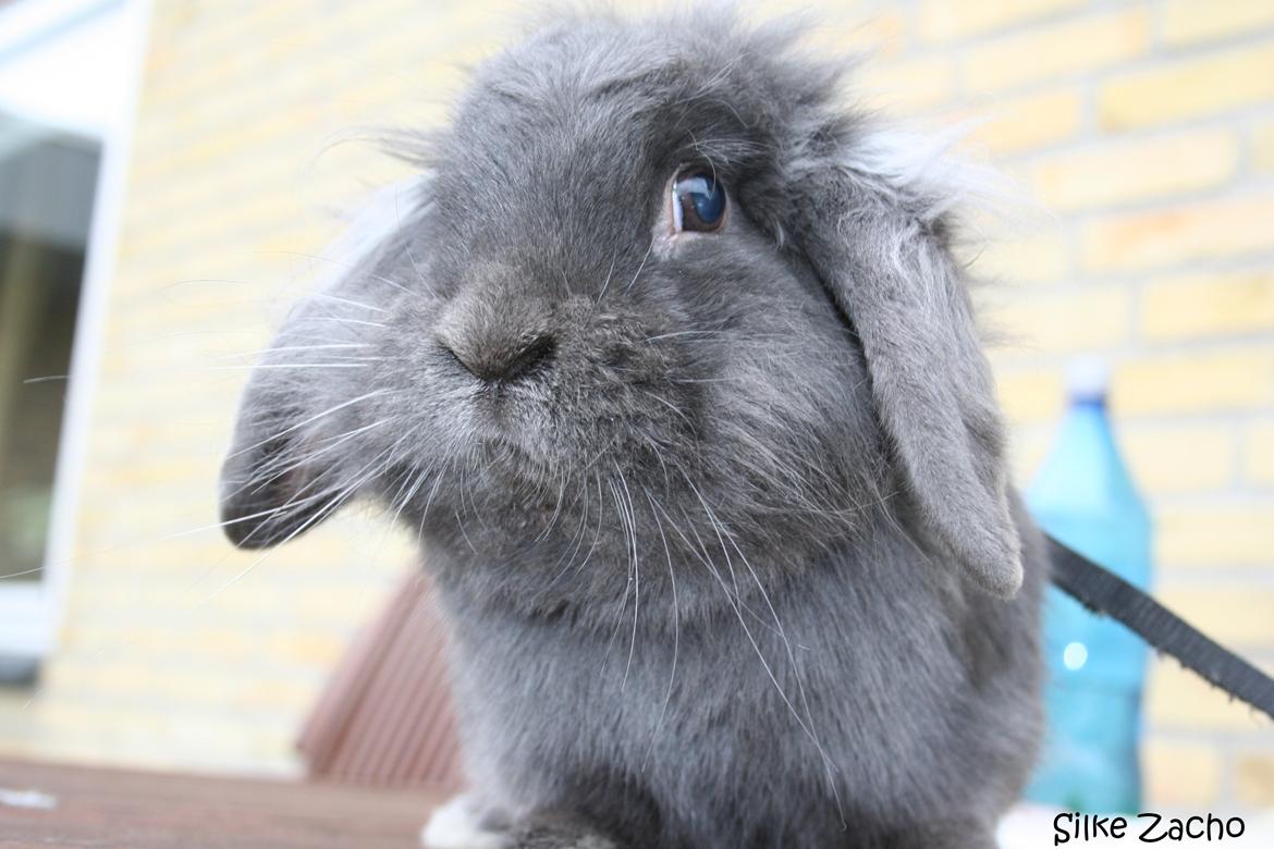 Kanin Kildevangs Limo La Dell billede 12