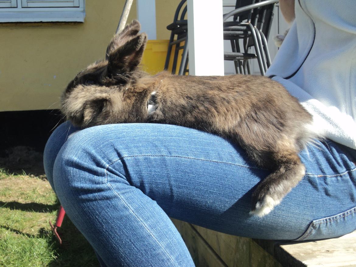 Kanin Solbakke´s Luna billede 14