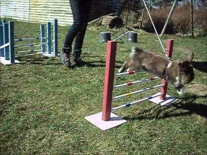 Kanin Solbakke´s Luna billede 15