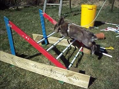 Kanin Solbakke´s Luna billede 16