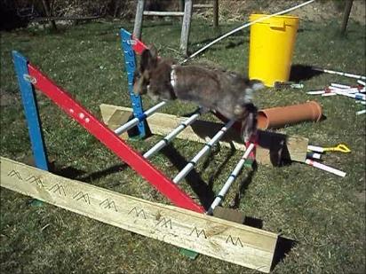 Kanin Solbakke´s Luna billede 17