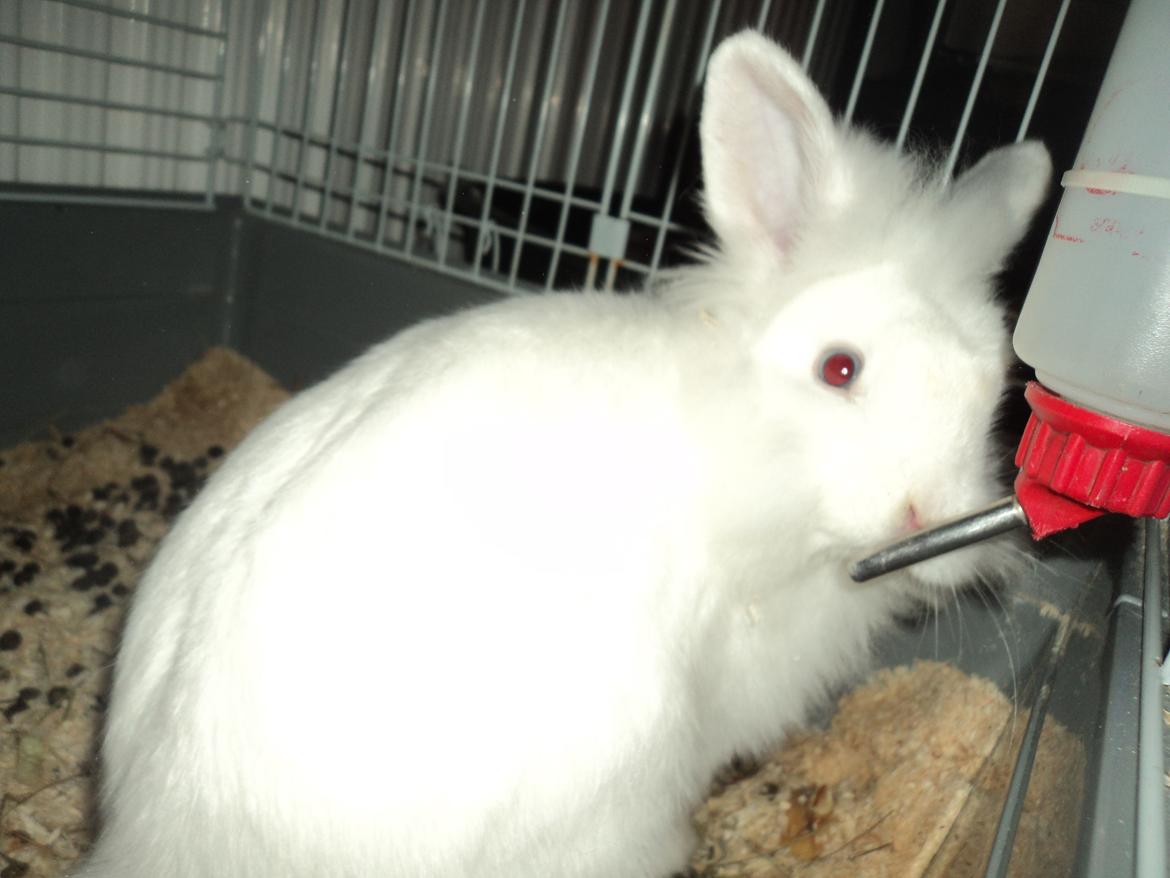 Kanin Herbie<3;-* billede 10