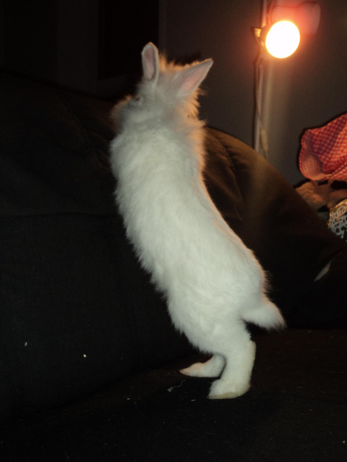 Kanin Herbie<3;-* billede 11