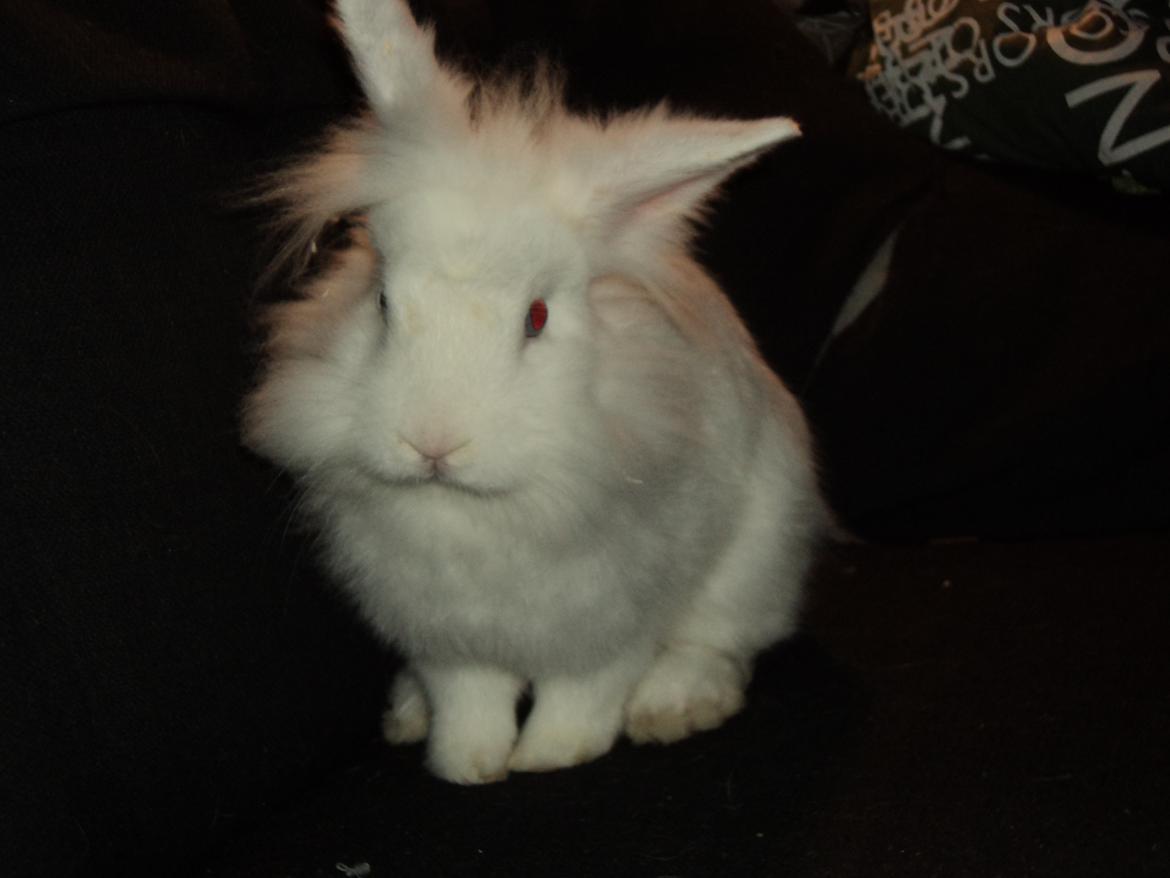 Kanin Herbie<3;-* billede 12