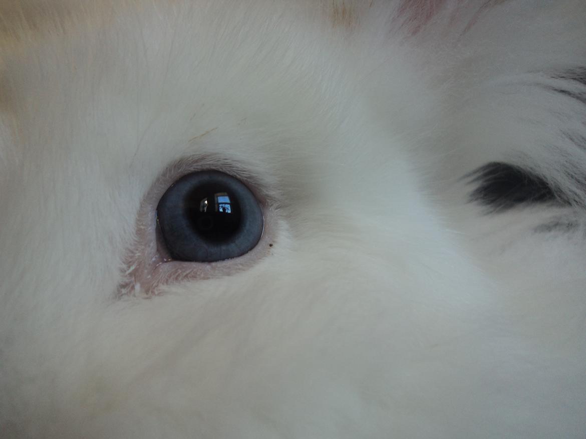 Kanin Herbie<3;-* billede 1