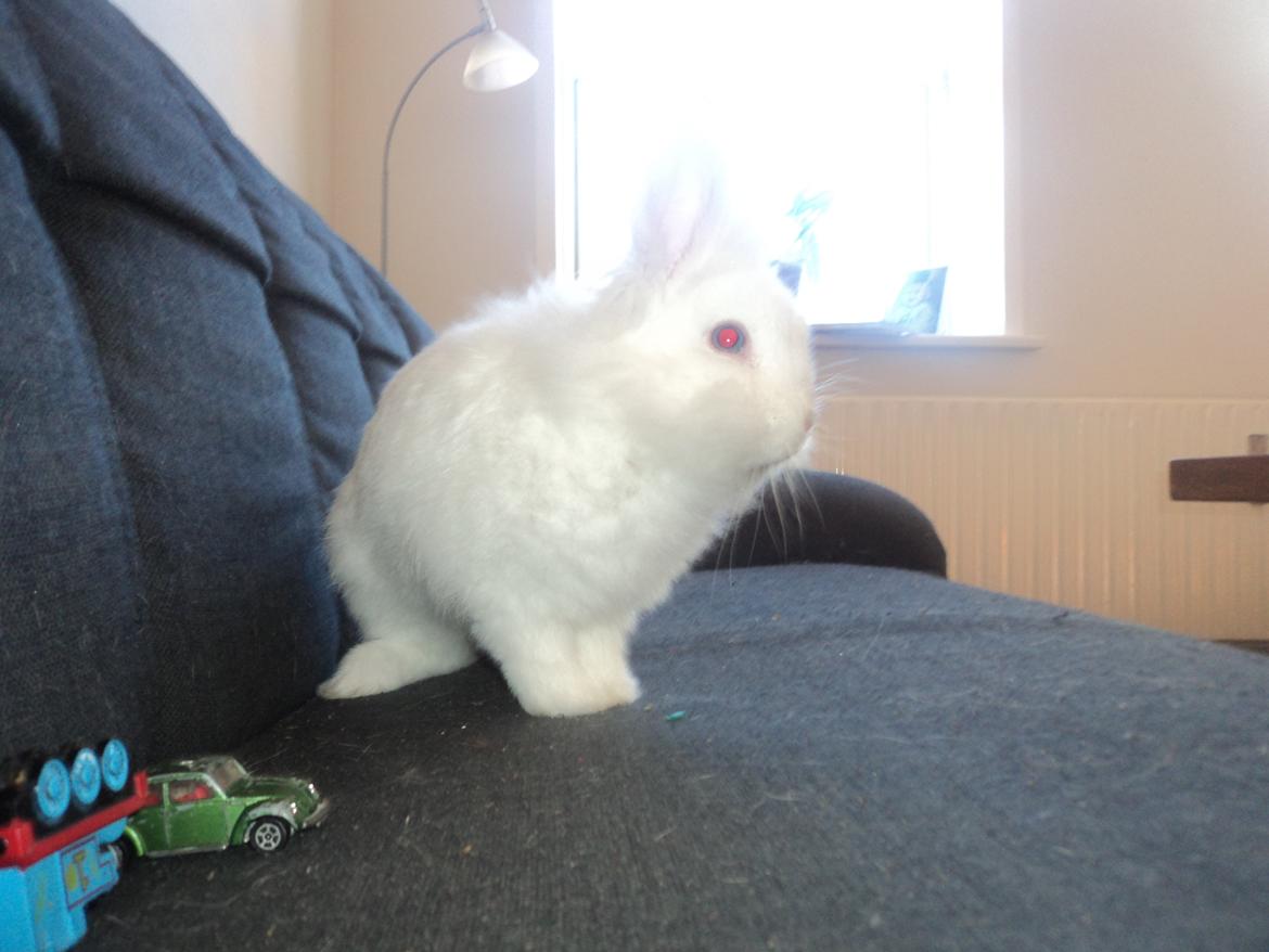 Kanin Herbie<3;-* billede 13