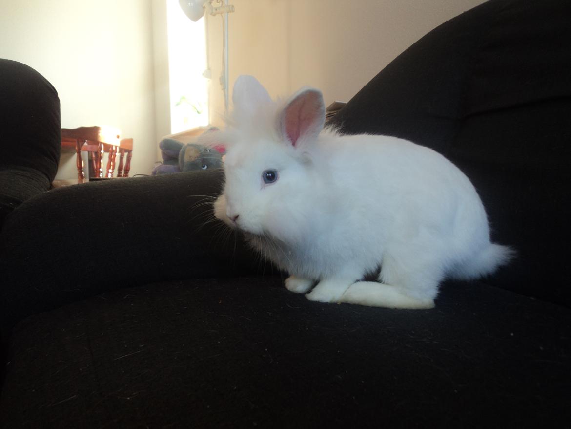 Kanin Herbie<3;-* billede 14