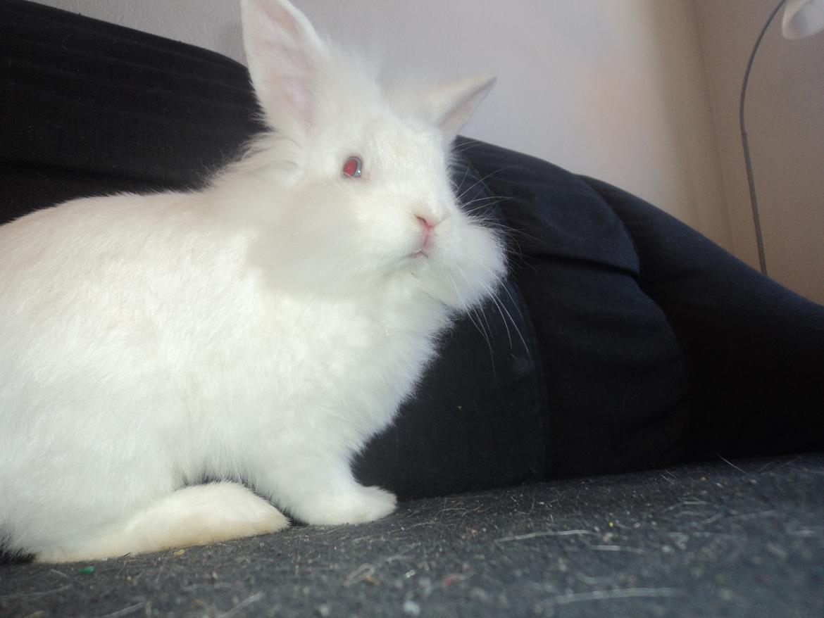 Kanin Herbie<3;-* billede 15