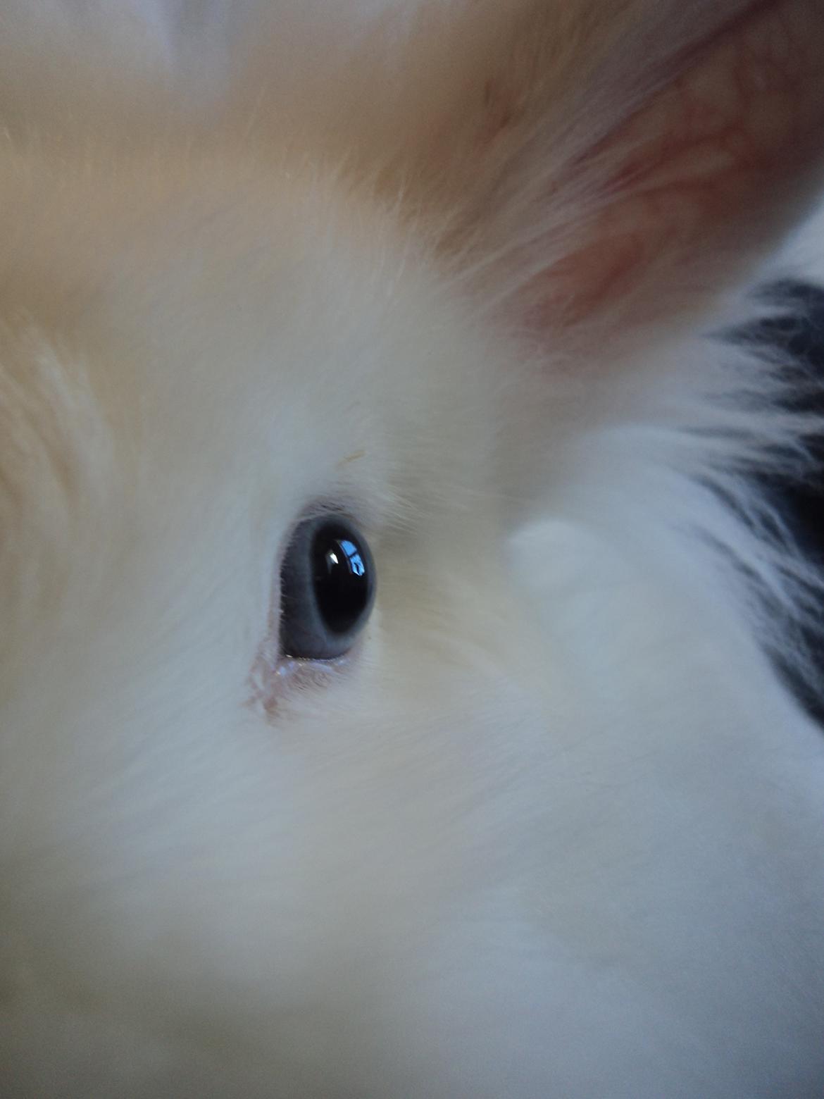 Kanin Herbie<3;-* billede 16