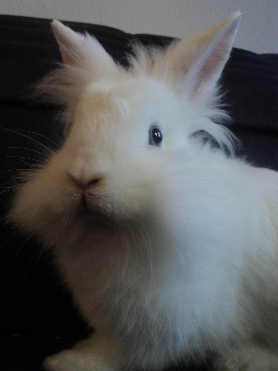 Kanin Herbie<3;-* billede 17