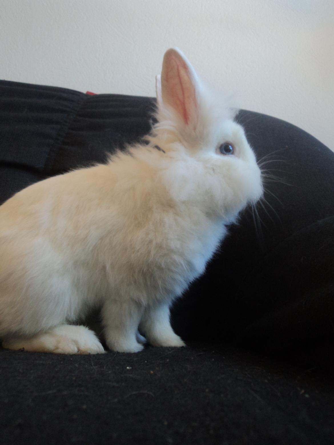 Kanin Herbie<3;-* billede 18