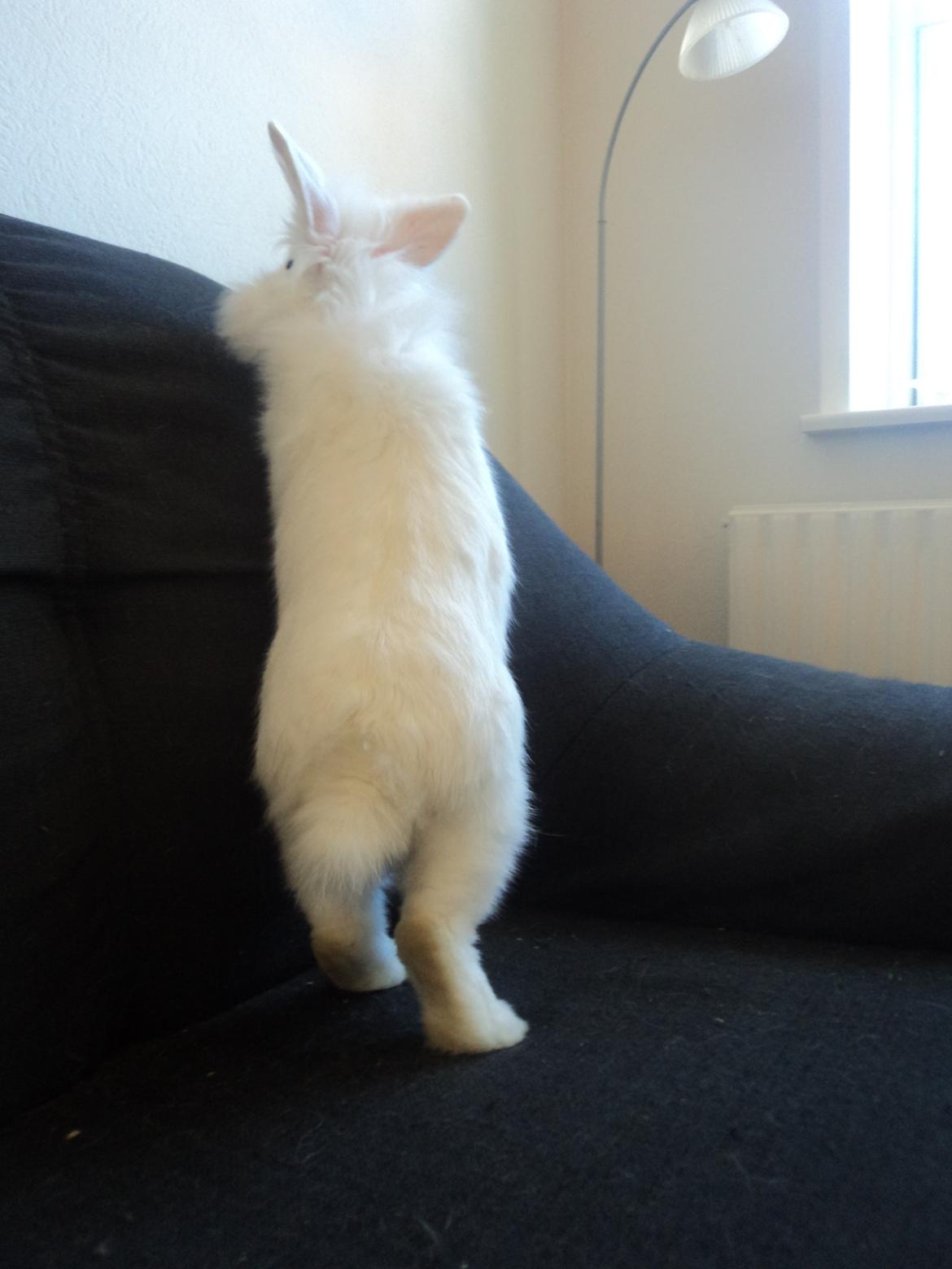 Kanin Herbie<3;-* billede 19