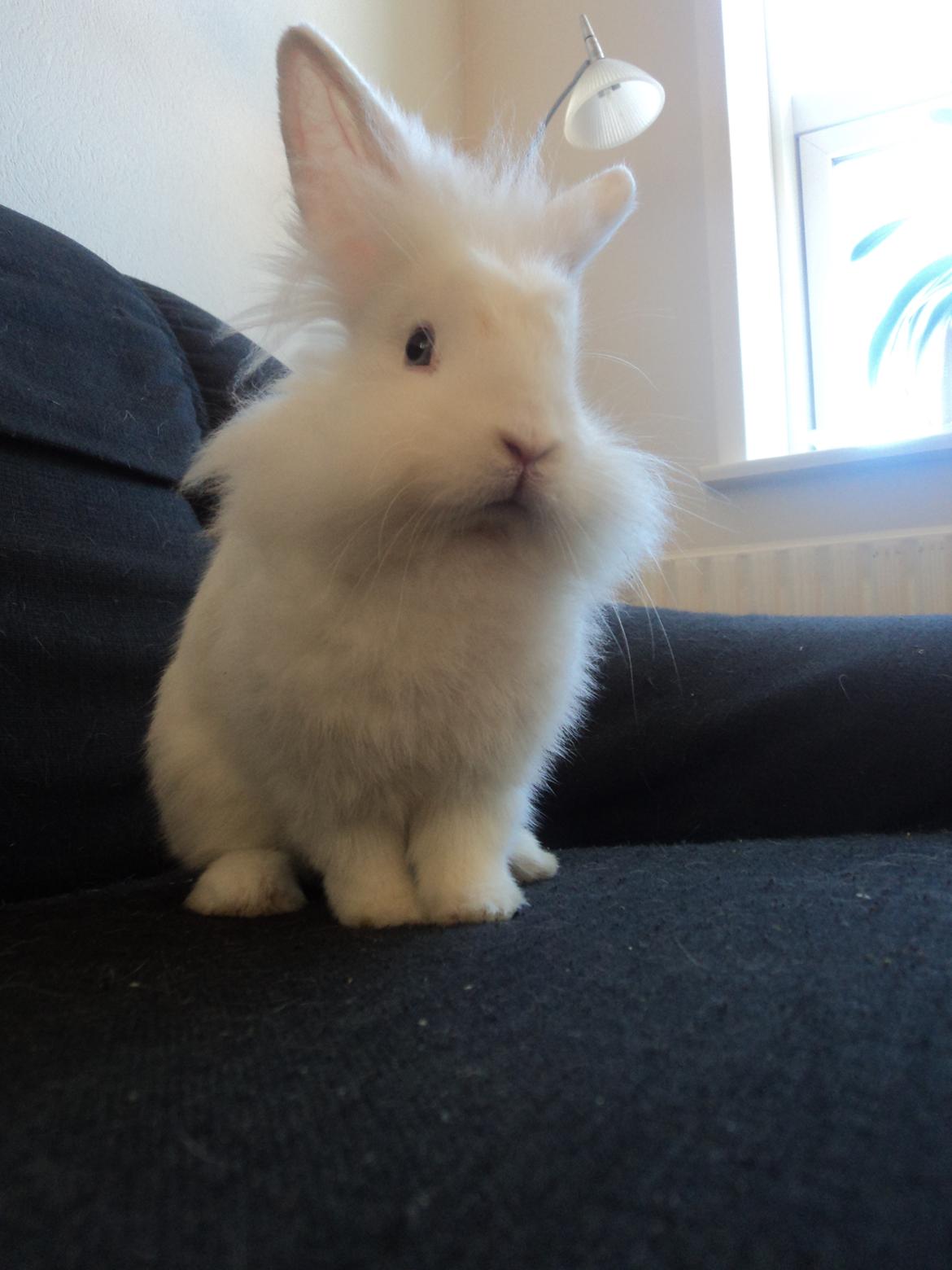 Kanin Herbie<3;-* billede 20