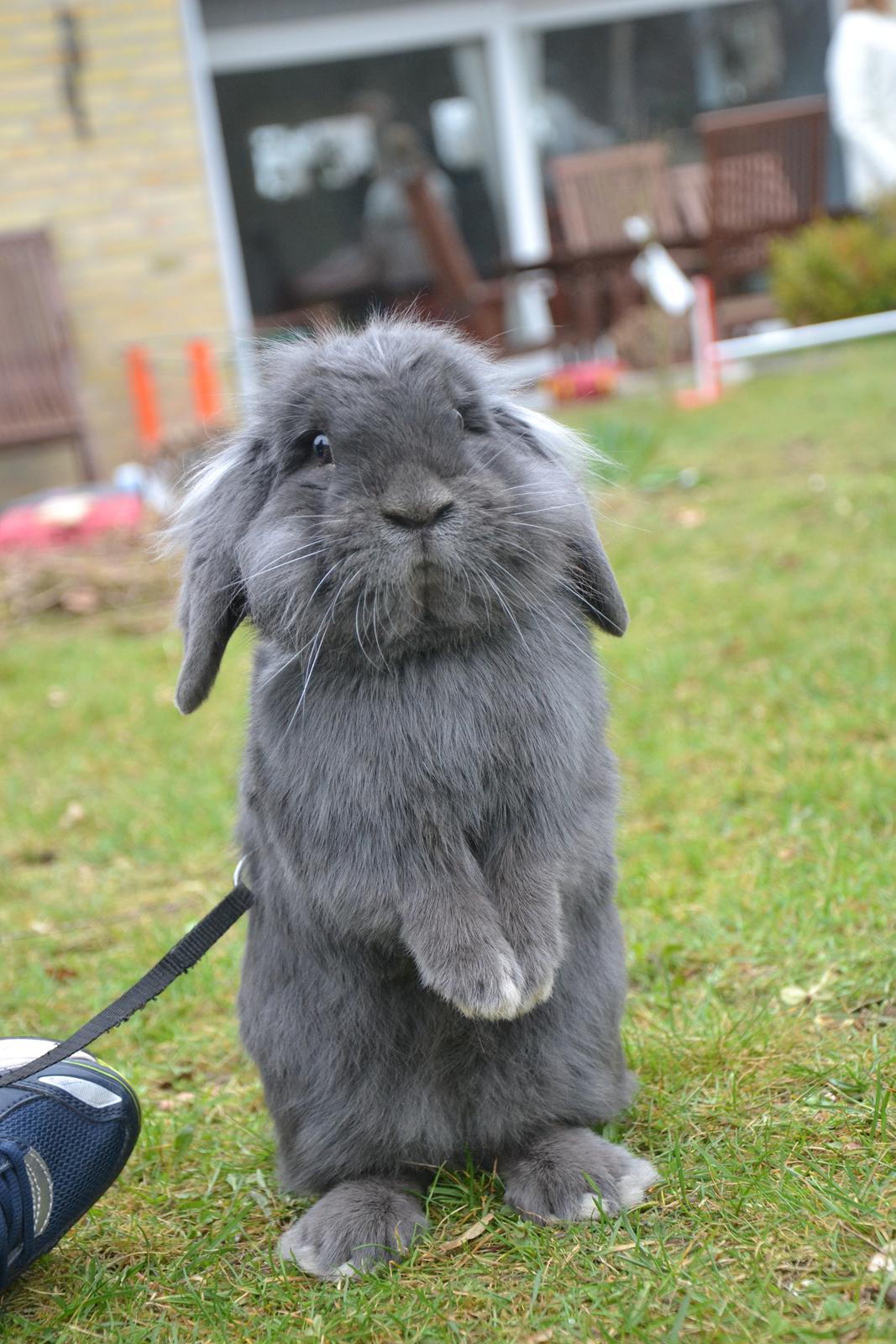 Kanin Kildevangs Limo La Dell billede 13