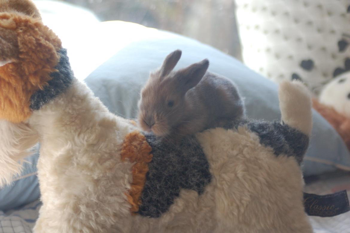 Kanin EAC's Unavngivet billede 1