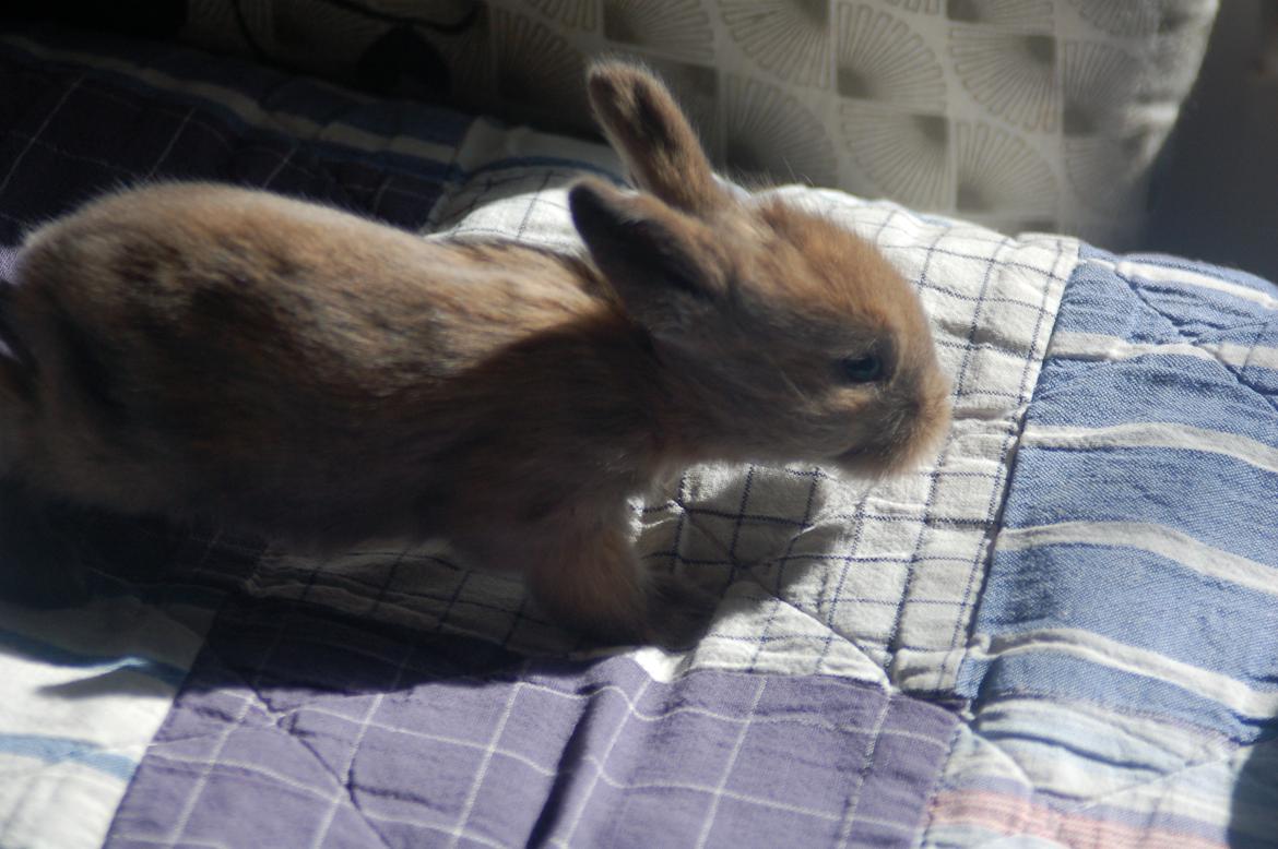 Kanin EAC's Unavngivet billede 2