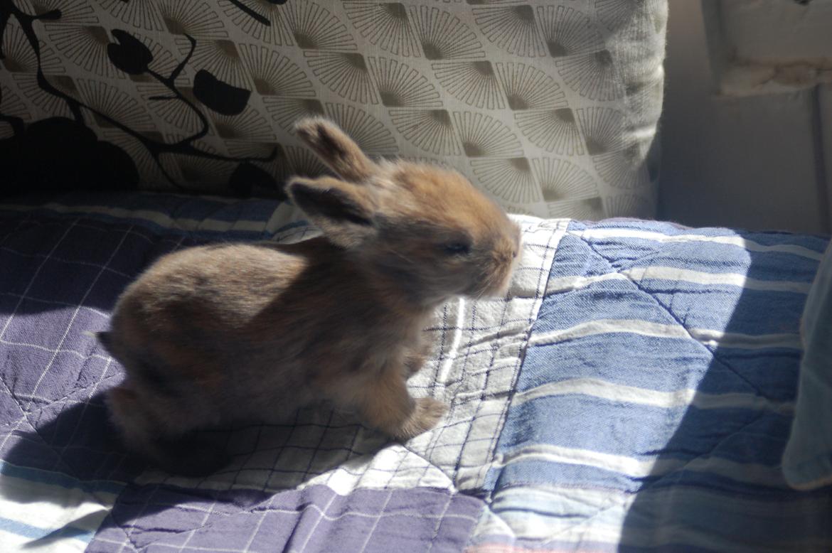 Kanin EAC's Unavngivet billede 3