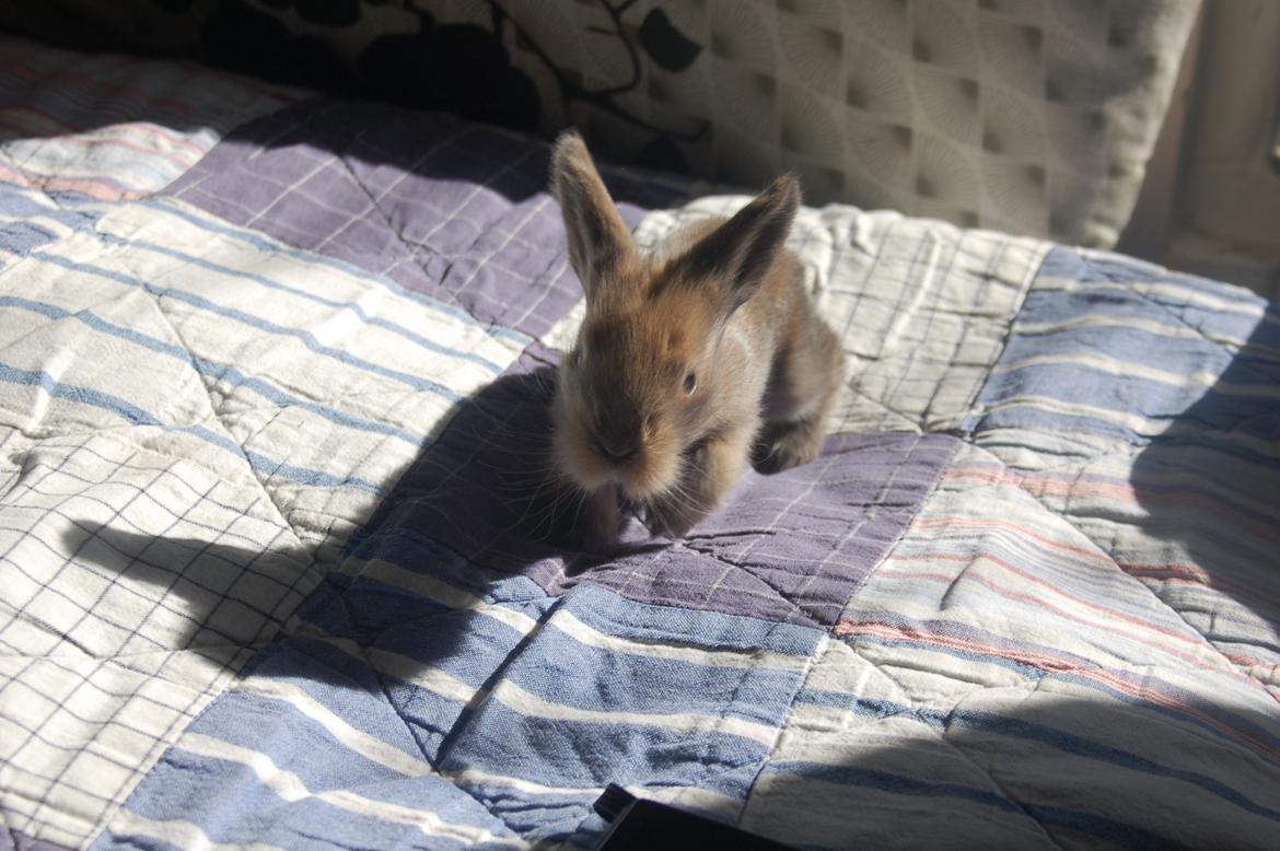 Kanin EAC's Unavngivet billede 4