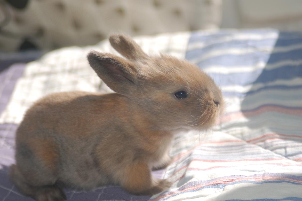 Kanin EAC's Unavngivet billede 5