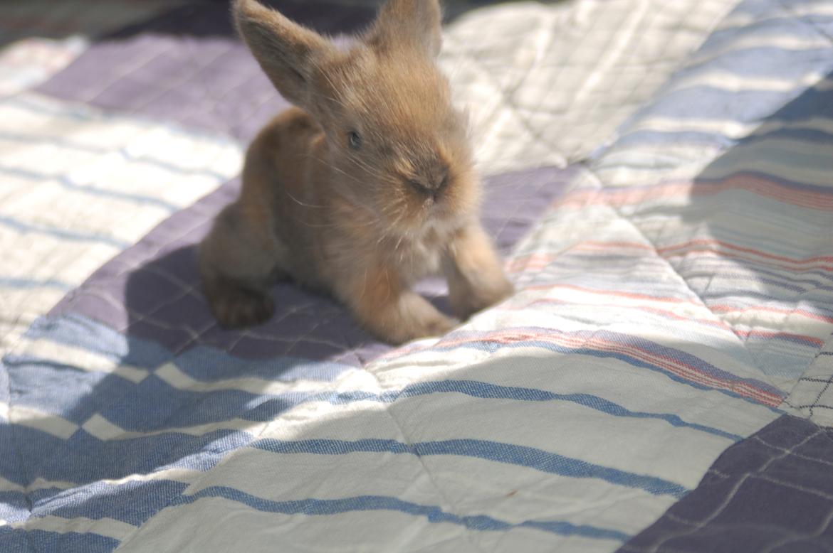 Kanin EAC's Unavngivet billede 6