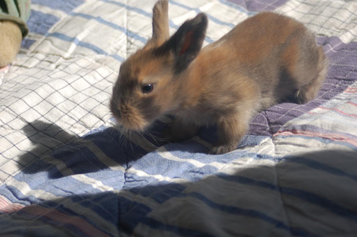 Kanin EAC's Unavngivet billede 7