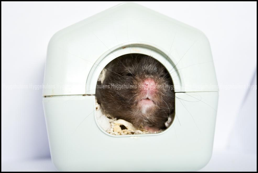 Hamster Futte † 2012 † billede 5