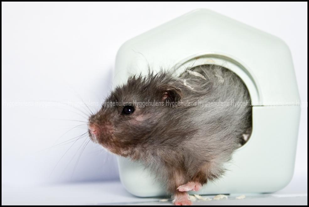Hamster Futte † 2012 † billede 6