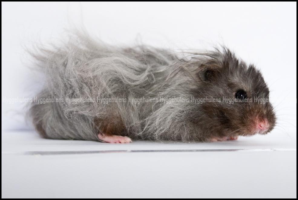 Hamster Futte † 2012 † billede 3