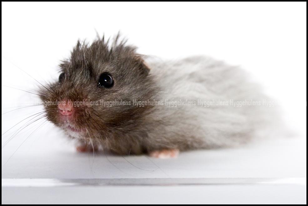 Hamster Futte † 2012 † billede 1