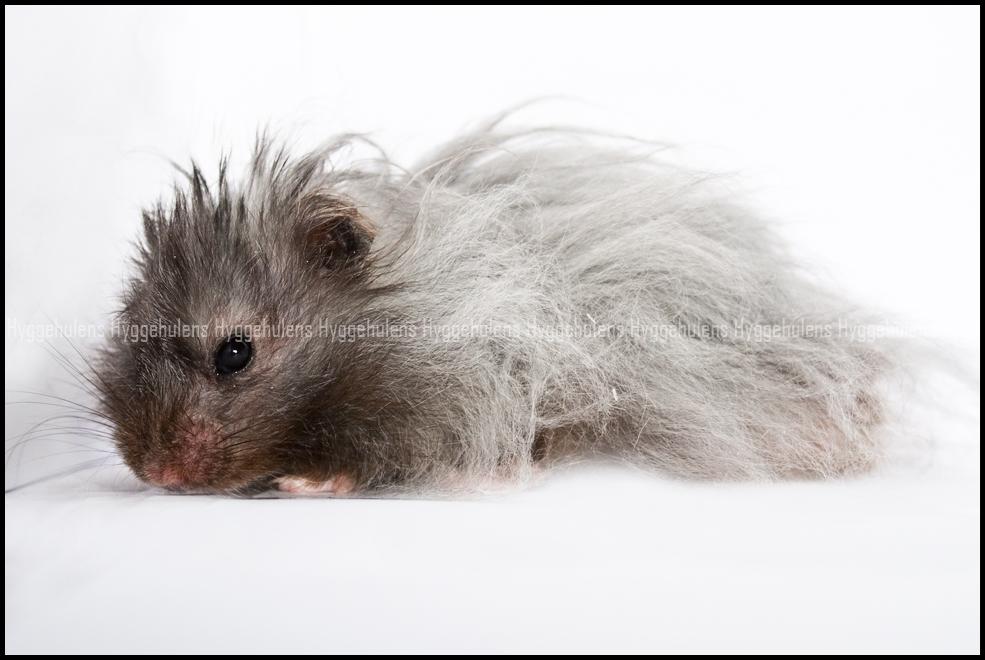 Hamster Futte † 2012 † billede 2